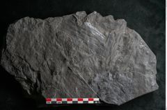 Foto (Detailansicht) von Noeggerathia palmaeformis Goeppert (NHMW-GEO-2024-0188-10744)